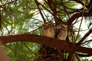 Pair of owls in the park