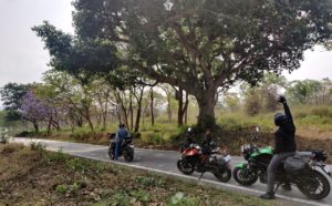 Bandipur Tiger Reserve, with lavender Jacaranda tree in the background