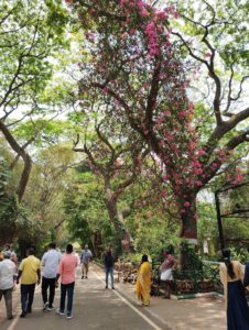 Climbing Bougainvillea, Mysore Zoo