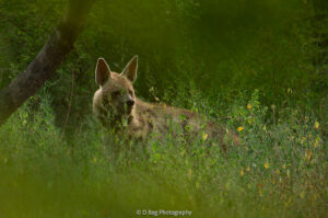 Heyna, Amargarh Leopard Reserve, Moyanak Bag