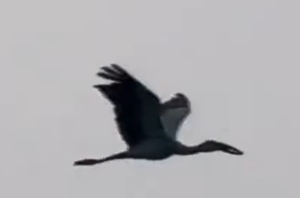 Asian Openbill