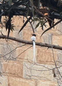 Paradise flycatcher (white morph)